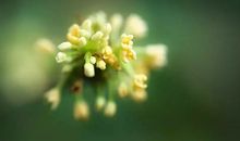 形容桂花香扑鼻的诗句