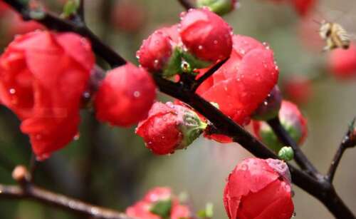 关于Lamei的美丽句子