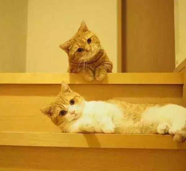 朋友圈排名彩虹屁