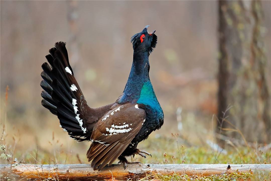 巢中的多垫,冷酷的问候短信