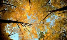 秋天问候短信，原朋友