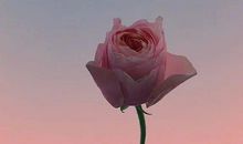 打动人心的告白句子