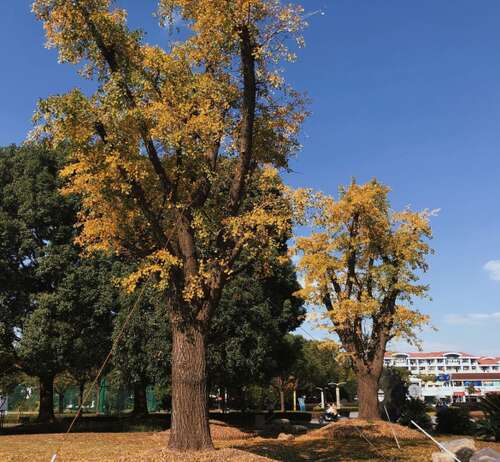 春天的花朵有一个糟糕的句子