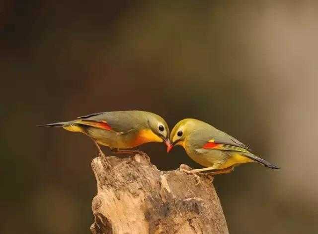 每日问候日常问候SMS微信1