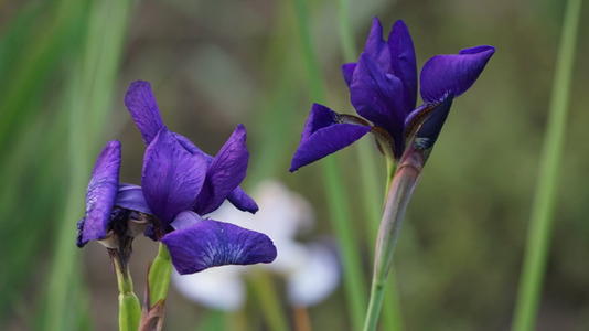 五月之后的沃城短信