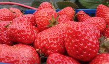 摘草莓的说说朋友圈