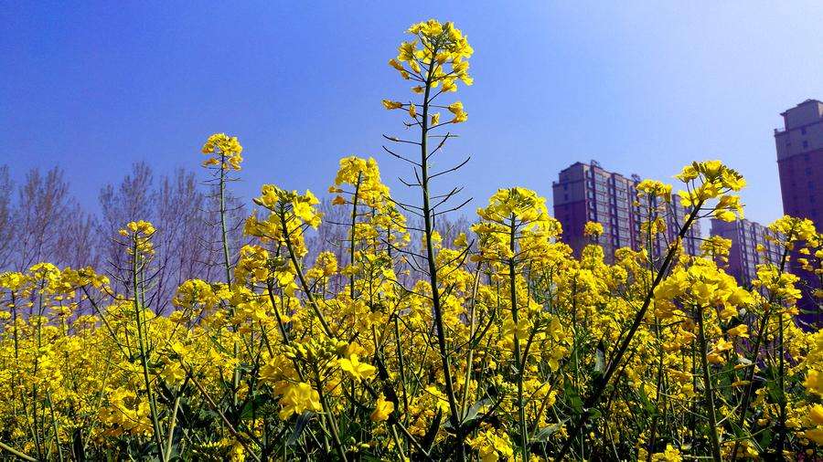 春天天气改变问候SMS 1