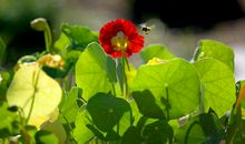 不省心而心烦的句子