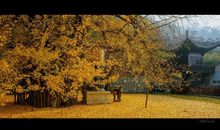 形容老人开心感动的句子