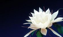 禅语心静的句子