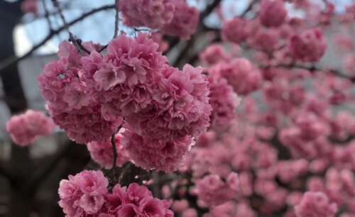 禅宗语言的心的