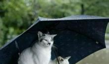 最新雨天问候短信大全