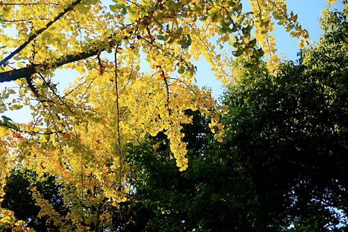 秋天的冷却问候短信1