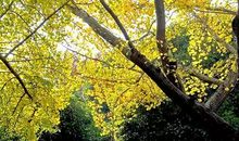 形容心烦事多的句子