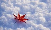 描写冬天景色优美的诗句