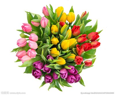 友谊梅,美丽的句子1