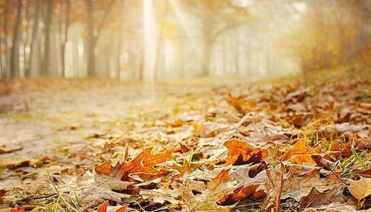 秋季为客户提供问候语SMS大全