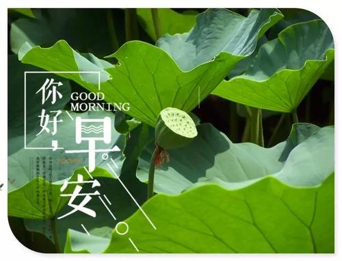 请为客户提供早上好，请短信SQUAN 1