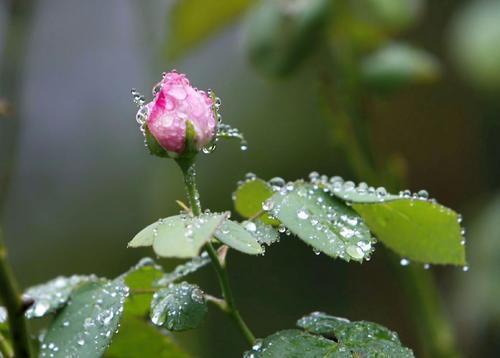 给客户的问候短信1