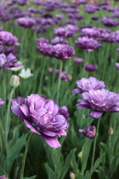 关于友谊的判决