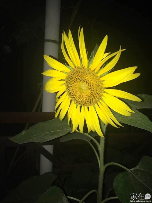 日常说说大全女生