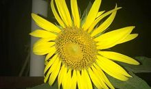 日常说说大全女生