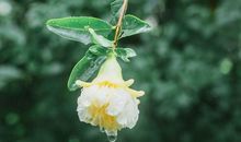 发朋友圈心情开心的句子