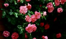 关于友情的浪漫文艺的句子说说心情