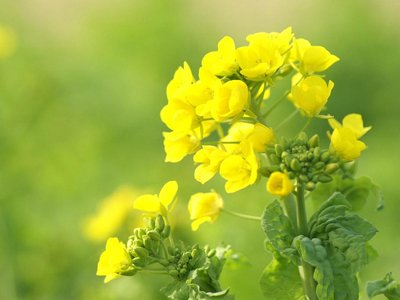 孟田夜之旅描绘了友谊句