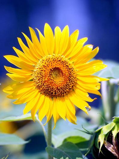 15.你有你的眼睛，你有你的心，你的思想是你。