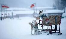 下雪的有意境的短句子