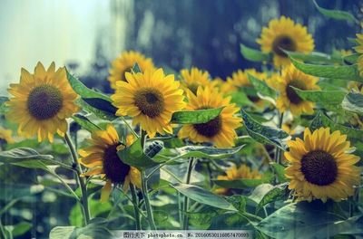 15，世界很黑，你是我的光明