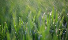 赞美春雨的诗句大全