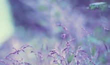 开心感恩节的句子