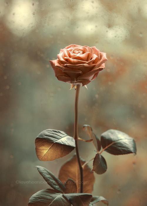 灯笼节是一个幸福的句子