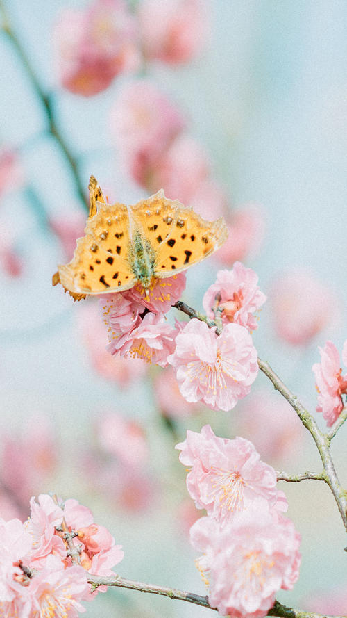 15.我喜欢某人，它不会有痛苦。爱一个人，也许有很长的痛苦，但他给了我幸福，这也是世界上最大的幸福。