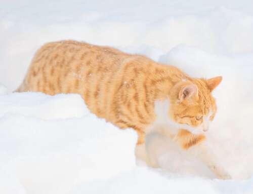 10，婴儿的皮肤是白色的，触摸圆形和光滑，皮肤细腻。他有一个肥胖，只有超过80天，它已经十五磅。我抱着他，真的下沉了。他的头发也是长长，黑色的胶带，棕色，棕色山雀，黄色，就像在理发店一样。