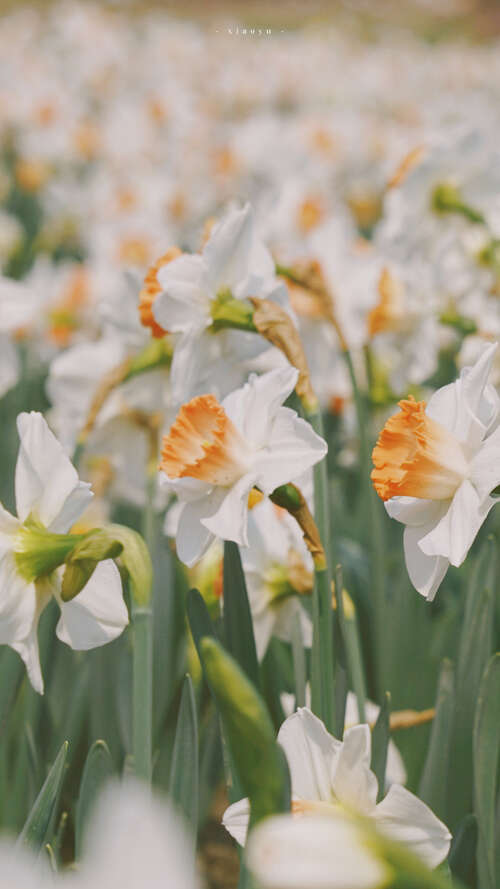 15，上莲：鸡肉素描竹叶三中;下行：狗痛Meihua Wufu