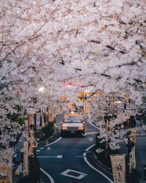 15，猴子是很多五盏灯，鸡年Nafu Dadi Wan Ziqiu