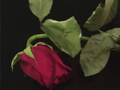 朋友圈会谈大约2021年