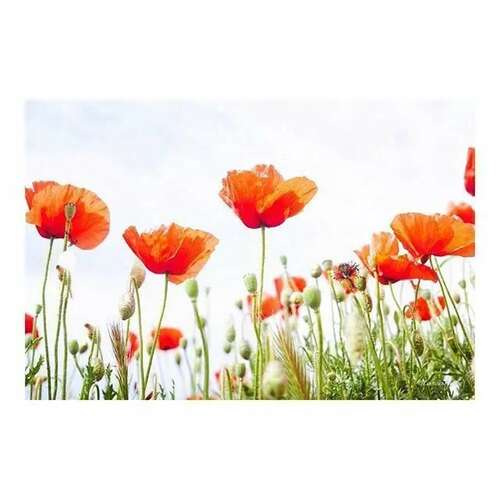 愿美丽句子的美丽句子从短暂的句子开始