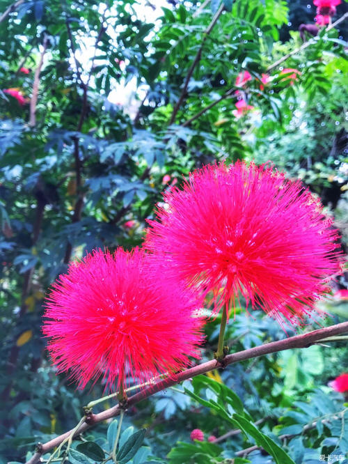 表明爱情是忠诚的诗