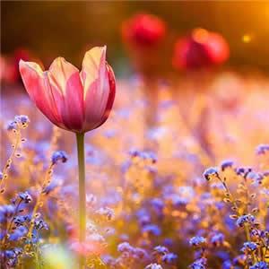 续订句子1句子1