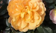 2020年第一个周末短信