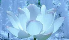 佛门静心的诗句