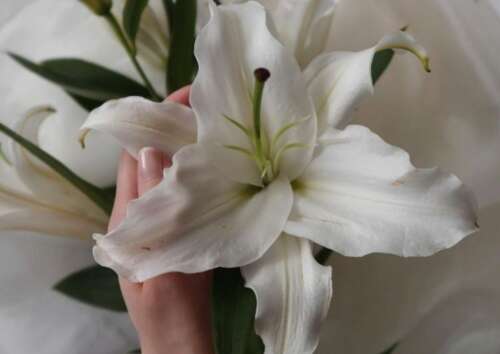 30，新的一年，愿望只有三个，苍蝇很瘦，快乐