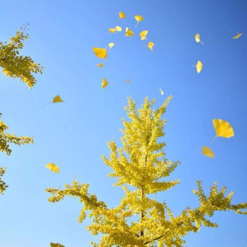 绅士的朋友，如女人的友谊句子1