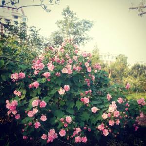 15.与朋友一起，分享的痛苦是减半，分享的幸福是翻了一番的。