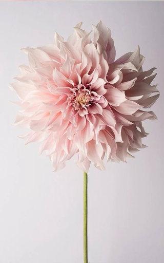 莫严表达了句子1