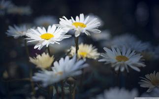 15.幸福如水,滋润我们的干燥的心,让我们不打扰!事实上,在生活中,有很多人只看看他们需要的东西,并安慰他们的虚荣,但我忽略了你周围的幸福。羡慕别人的幸福。所以匆忙,幸福越来越少,直到多年被削减,在脸上被传递,回忆过去,我只感到尴尬,我很遗憾我不知道如何珍惜自己。